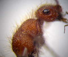 Apterogyna volgensis