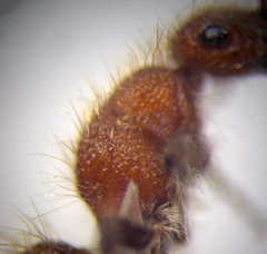 Apterogyna volgensis