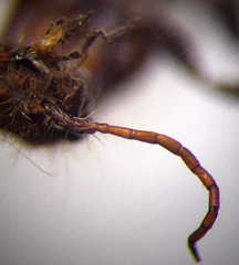 Apterogyna volgensis