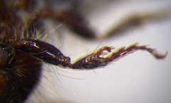 Apterogyna volgensis