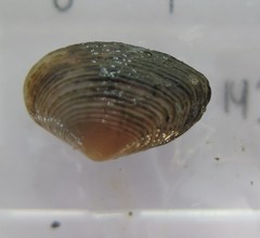 Corbulidae