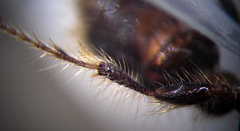 Apterogyna volgensis