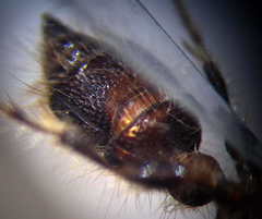 Apterogyna volgensis