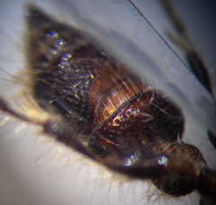 Apterogyna volgensis