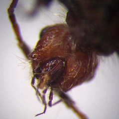 Apterogyna volgensis