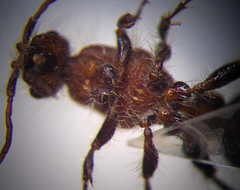 Apterogyna volgensis