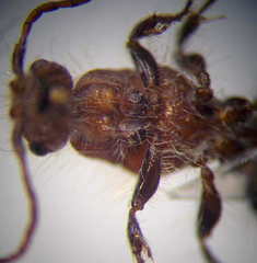 Apterogyna volgensis