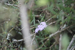 Ageratum corymbosum
