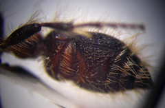 Apterogyna volgensis