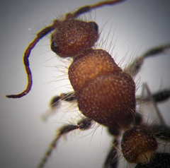 Apterogyna volgensis