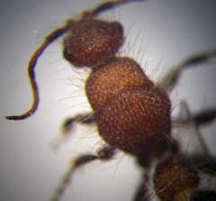 Apterogyna volgensis