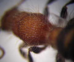 Apterogyna volgensis