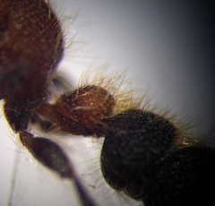 Apterogyna volgensis