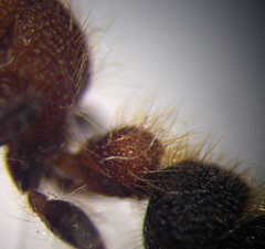 Apterogyna volgensis