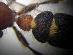 Apterogyna volgensis