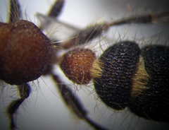 Apterogyna volgensis