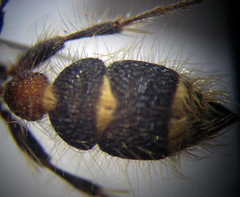 Apterogyna volgensis