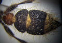 Apterogyna volgensis