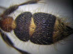 Apterogyna volgensis