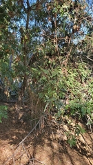 Schinus terebinthifolia