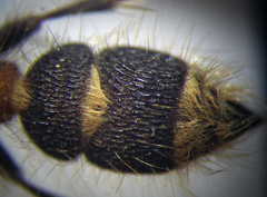 Apterogyna volgensis