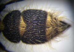 Apterogyna volgensis