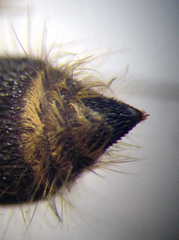 Apterogyna volgensis