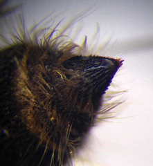 Apterogyna volgensis