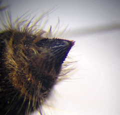 Apterogyna volgensis