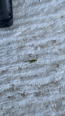 Pterygota