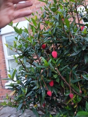 Crinodendron hookerianum