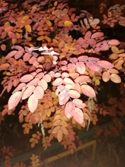 Magnoliopsida