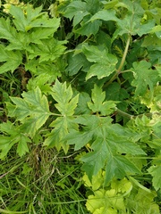 Heracleum mantegazzianum