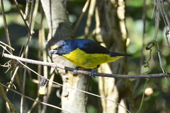 Euphonia chalybea