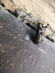 Agonum