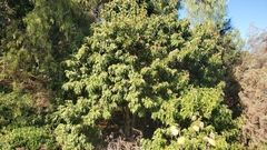 Schinus terebinthifolia