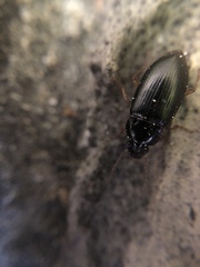 Carabidae