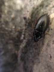 Carabidae