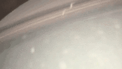 Caenorhabditis elegans