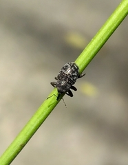 Chalcodermus aeneus