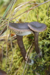 Pseudoclitocybe obbata