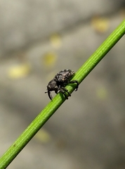 Chalcodermus aeneus