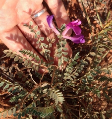 Astragalus missouriensis