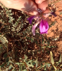 Astragalus missouriensis