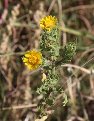 Rayjacksonia phyllocephala