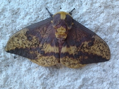 Eacles imperialis pini