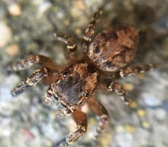 Mexigonus morosus