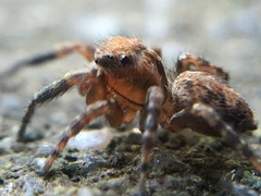 Mexigonus morosus