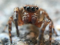 Mexigonus morosus