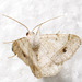 Rindgea subterminata - Photo (c) David G. Barker,  זכויות יוצרים חלקיות (CC BY-NC), הועלה על ידי David G. Barker